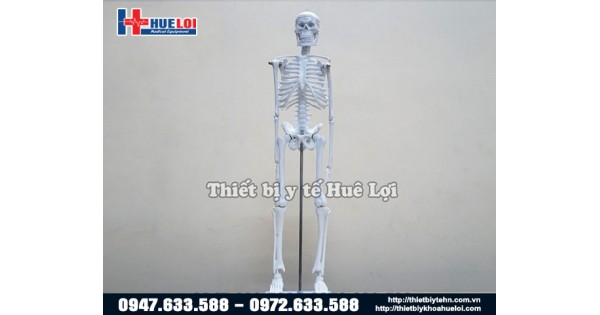 Mô hình xương cột sống 45cm  Lazadavn