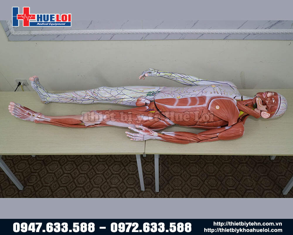Mô hình giải phẫu cơ thể người