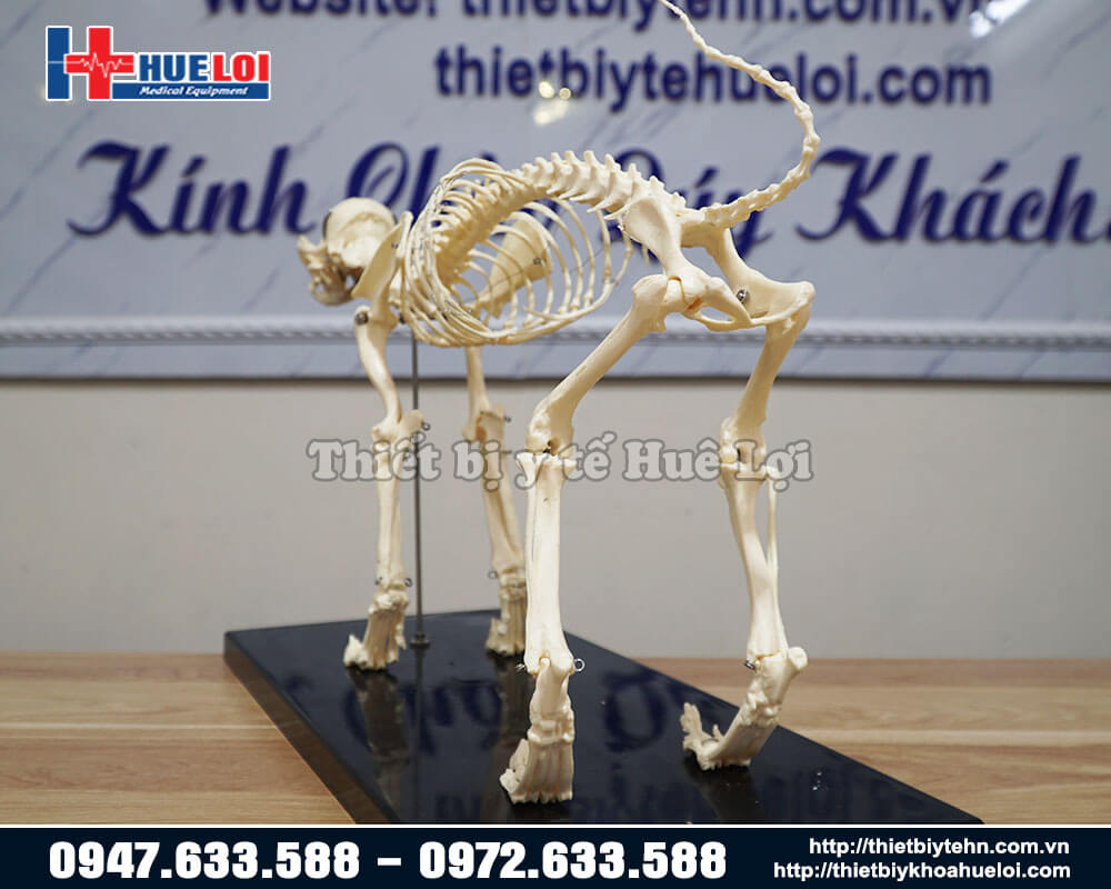 Mô hình bộ xương người 170cm - Thiết bị y tế Đại Việt