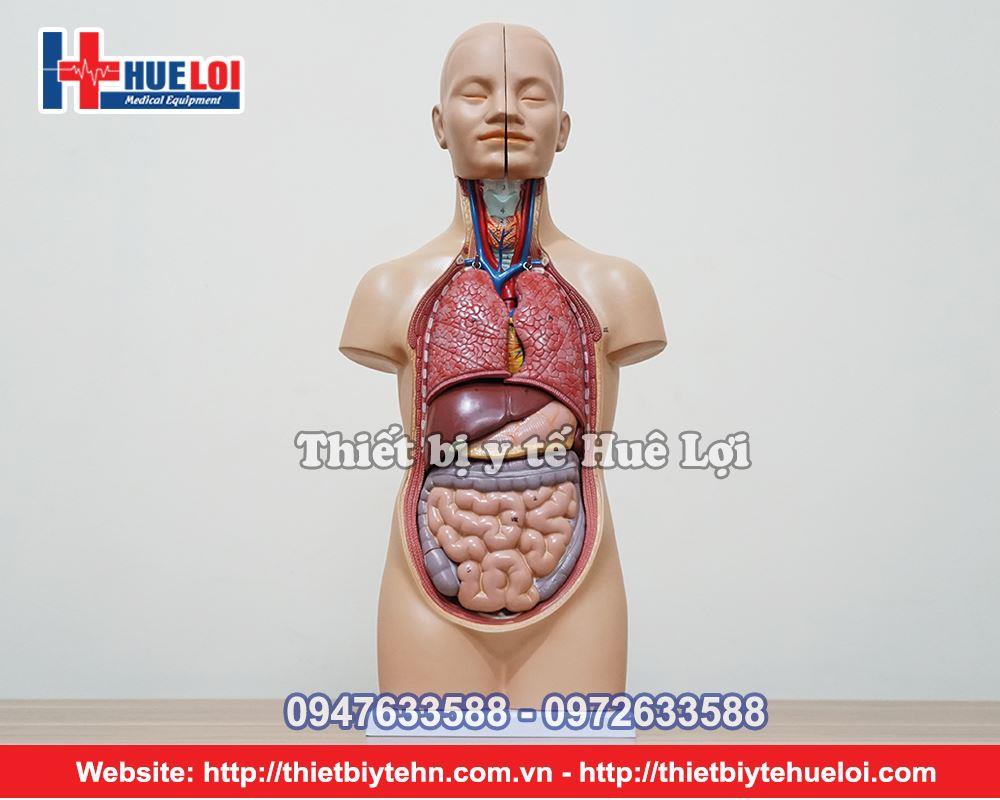 Mô hình giải phẫu hệ cơ và nội tạng người 170cm  Thiết Bị Y Tế Huê Lợi