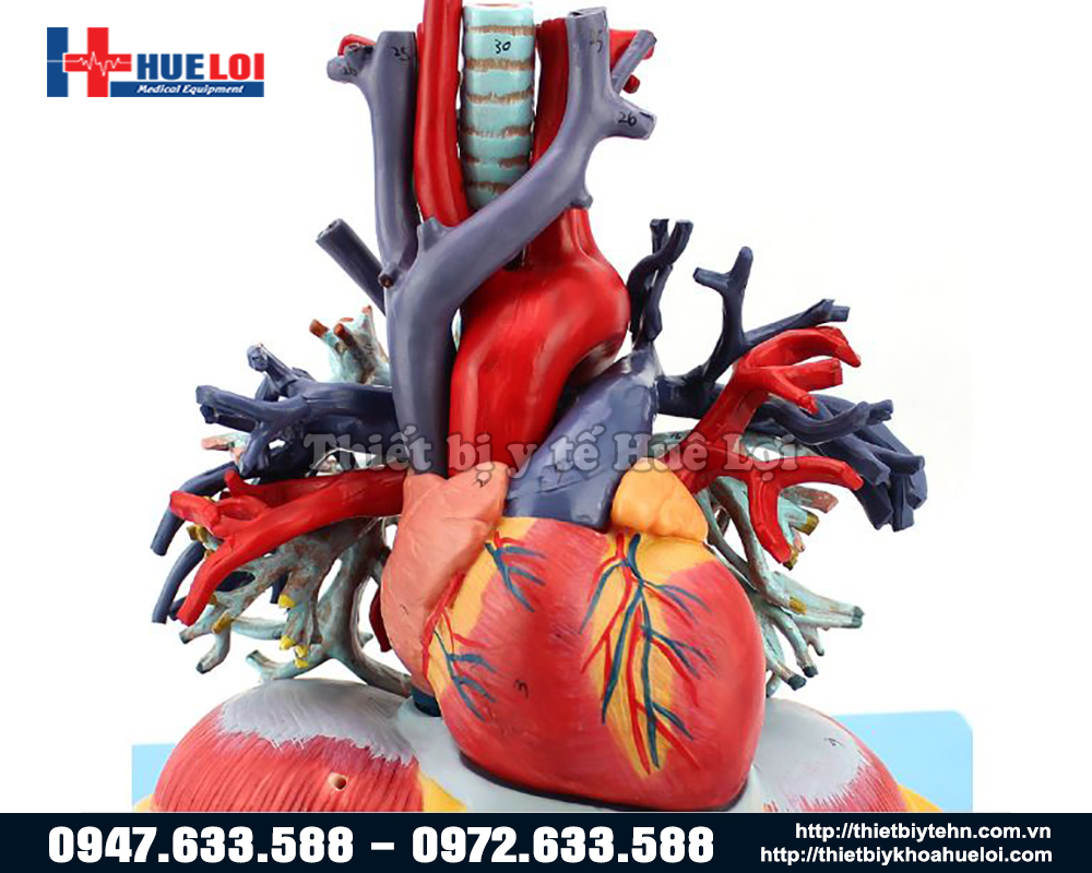 Mô hình giải phẫu hệ tim phổi trong lồng ngực