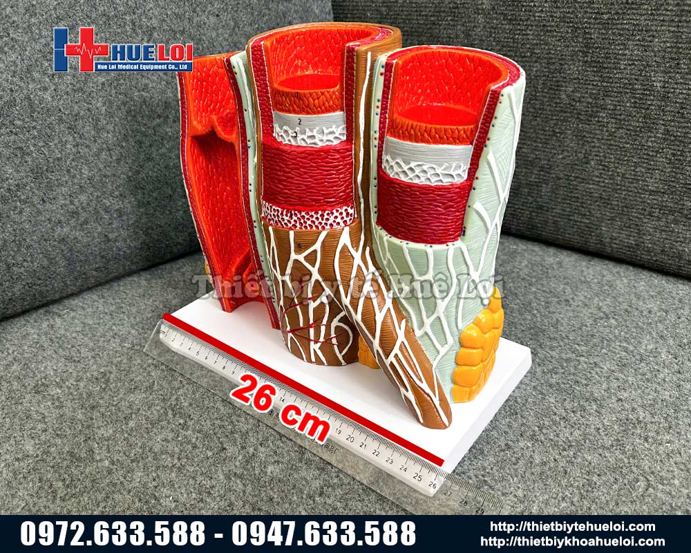 hình ảnh mô phôi mạch máu