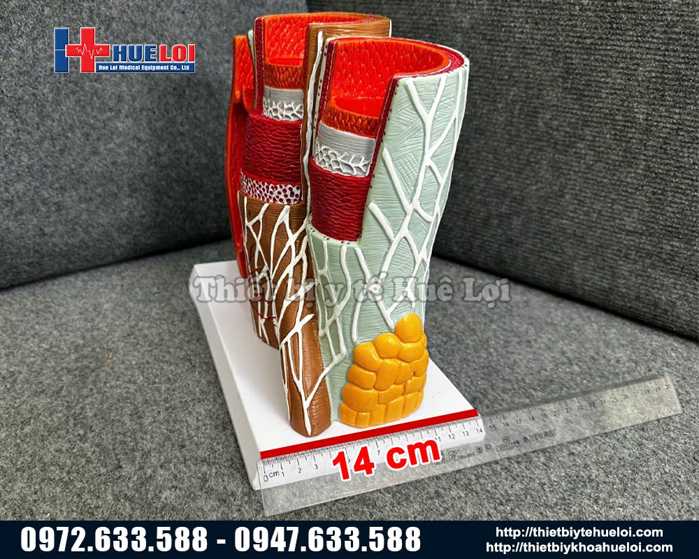 hình ảnh mạch máu các lớp
