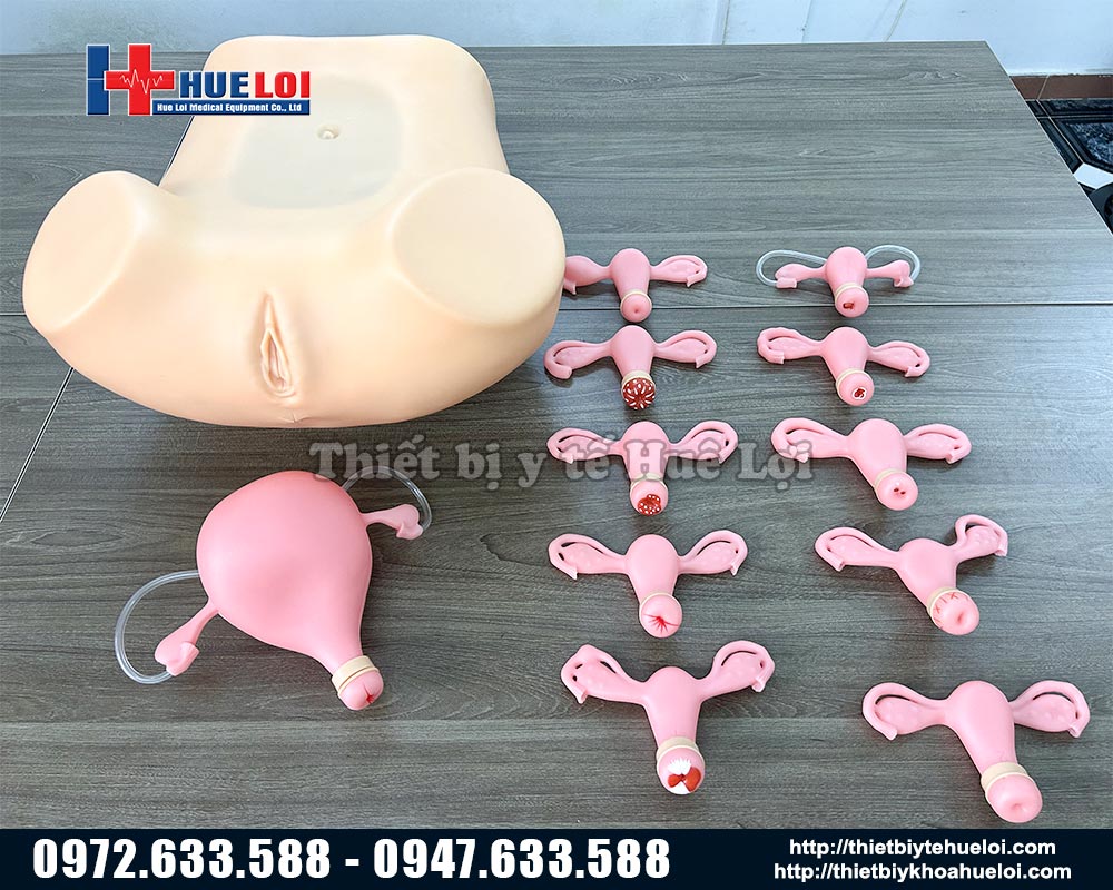 mô hình thực hành khám phụ khoa