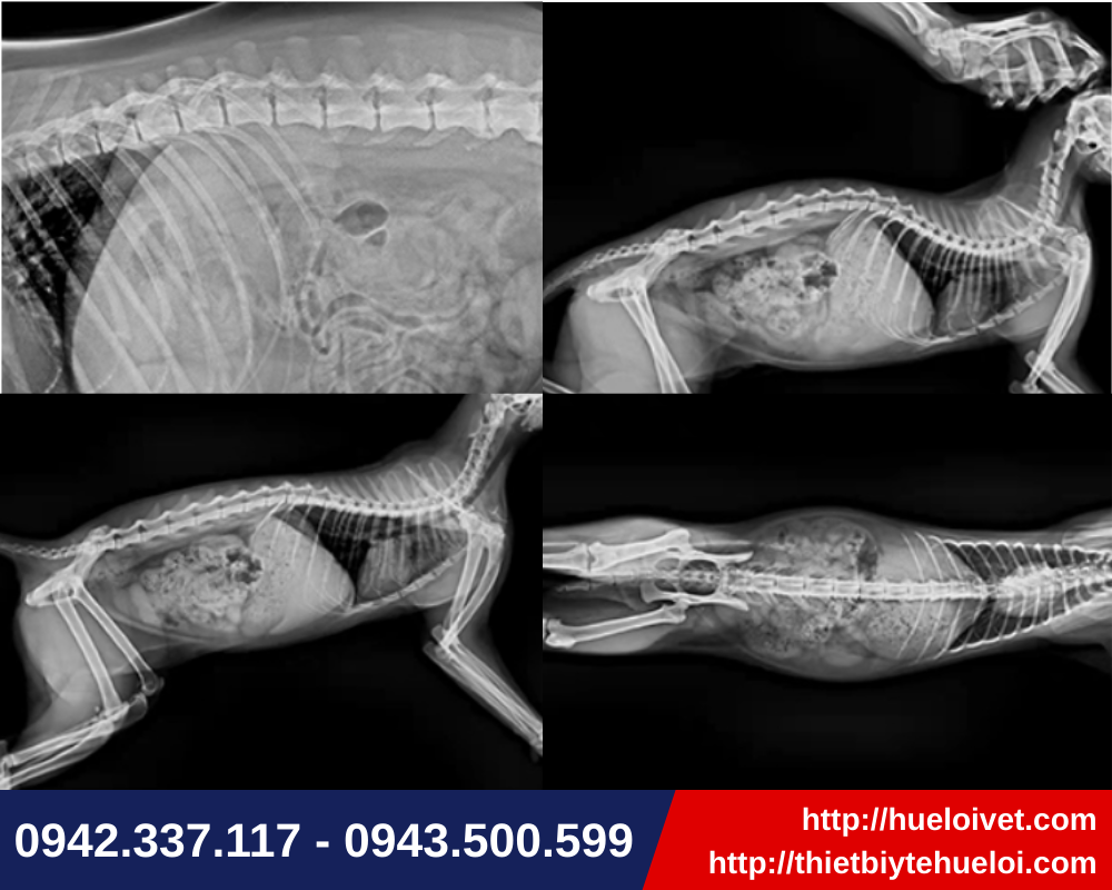 chất lượng hình ảnh xquang thú y